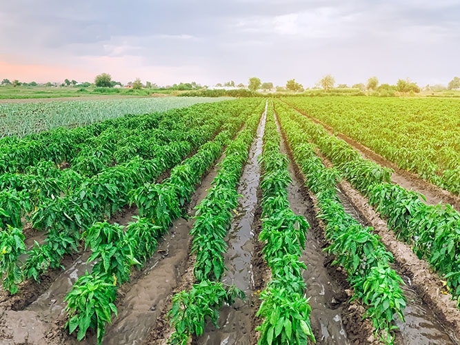 Iniciativas de sustentabilidade no agronegcio brasileiro recebem ateno do Banco Mundial