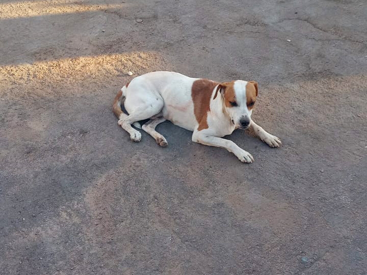 Cachorro  atropelado e abandonado por motorista, no meio da rua em frente a Feira Livre de Juara.