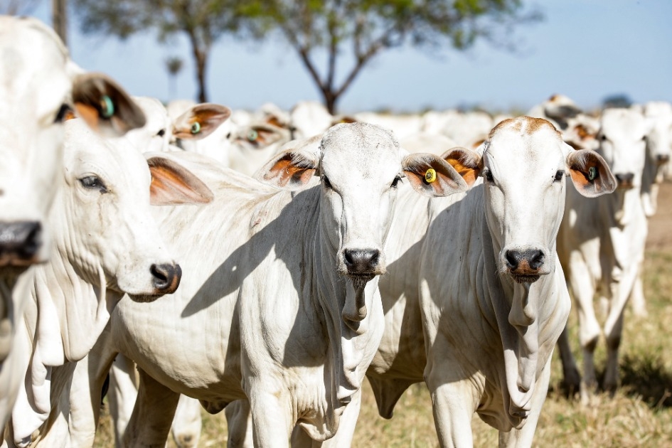 Rebanho bovino de Mato Grosso chega a 34,4 milhes de animais 