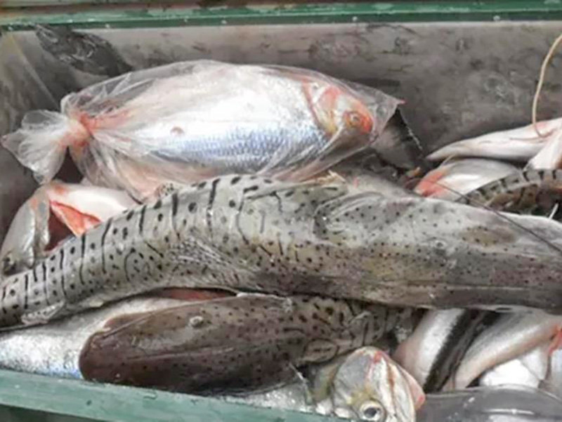 Comerciantes e pescadores profissionais devem entregar declarao de estoque pesqueiro at quarta-feira (4)