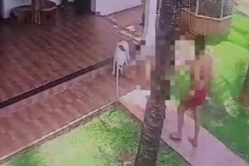 Mulher desmaia no quintal de casa e tem orelha arrancada por pitbull