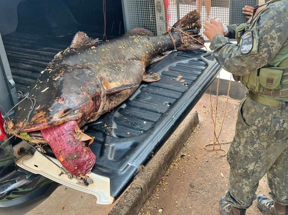 Batalho Ambiental prende dois homens com peixe de 68 kg em Tangar da Serra e aplica multa de R$ 40 mil