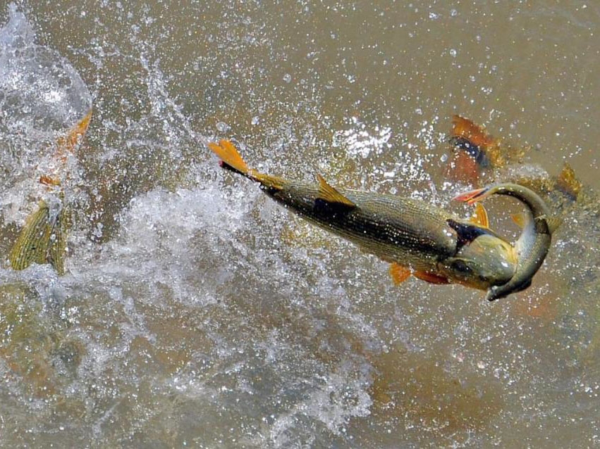 Pescador amador s pode atuar na modalidade 
