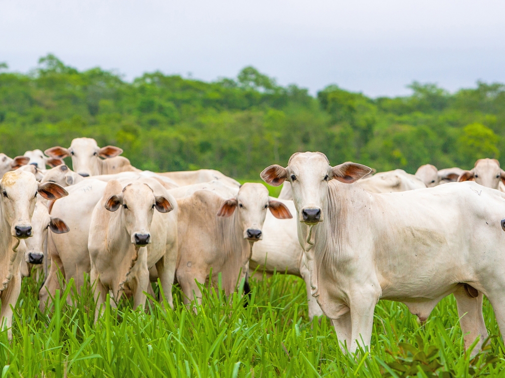 Mato Grosso bate recorde histrico com abate de 627 mil cabeas de gado em maio
