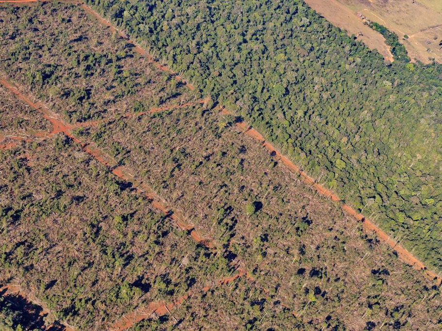 Sema embarga 1,86 milho de hectares por crimes ambientais de 2019 a 2024 