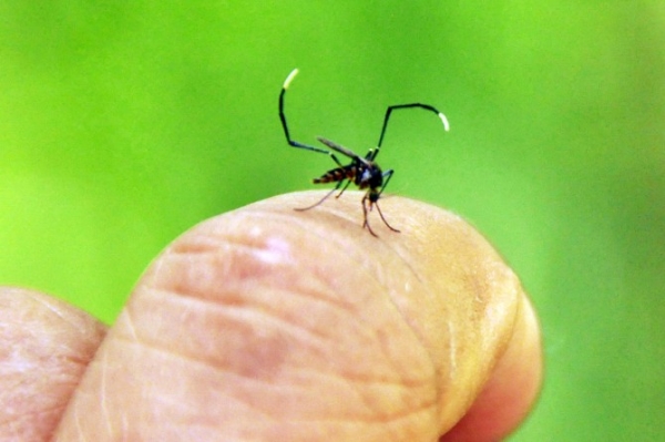 Mato Grosso pode ter vacina contra dengue em 2014