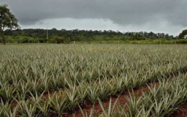 Chuvas em dezembro no prejudicaram produtores do Tocantins