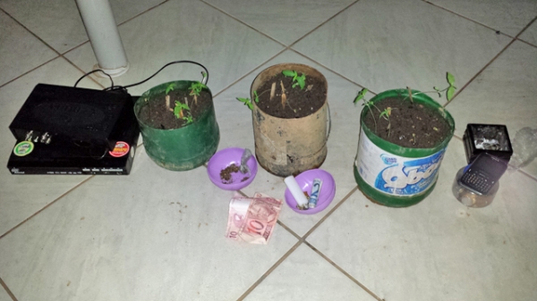 PM de Juara estoura duas bocas de fumo, prende traficantes e descobre plantio de mudas de maconha dentro de casa.