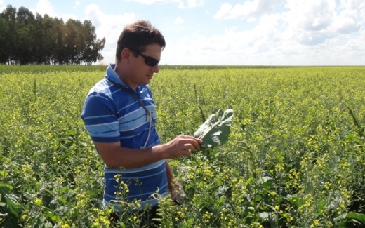 Determinados fatores podem alavancar produo agrcola, diz entomologista