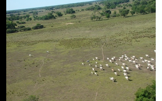 Relao de troca diminui poder compra do pecuarista no MT