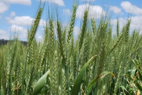 Com maior rentabilidade, trigo pode expandir rea plantada