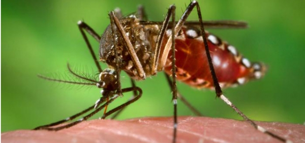 Juara está infestada de mosquitos da dengue, é hora do fumacê.