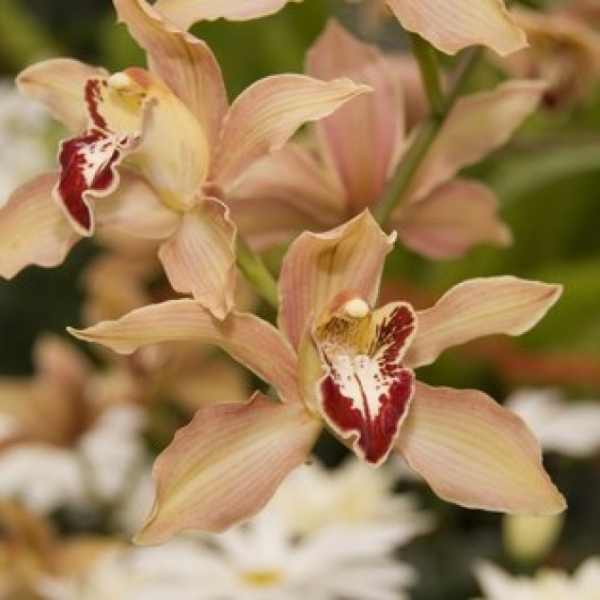 Orqudea Cattleya  destaque em mostra paulistana