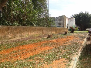 Prefeitura radicaliza na poda de árvores, que vira desmatamento.