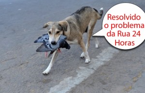 Resolvido do problema dos pombos na Rua 24 Horas