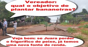 Depois do frigorífico de peixe, buracos quadrados, Maurinho Som planta bananeiras em Juara.